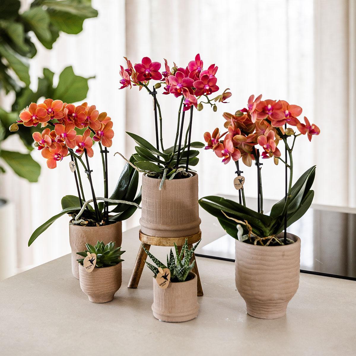 Kolibri Orchids | Rode orchidee Congo + Bali sierpot sand - potmaat Ø9cm | bloeiende kamerplant - vers van de kweker