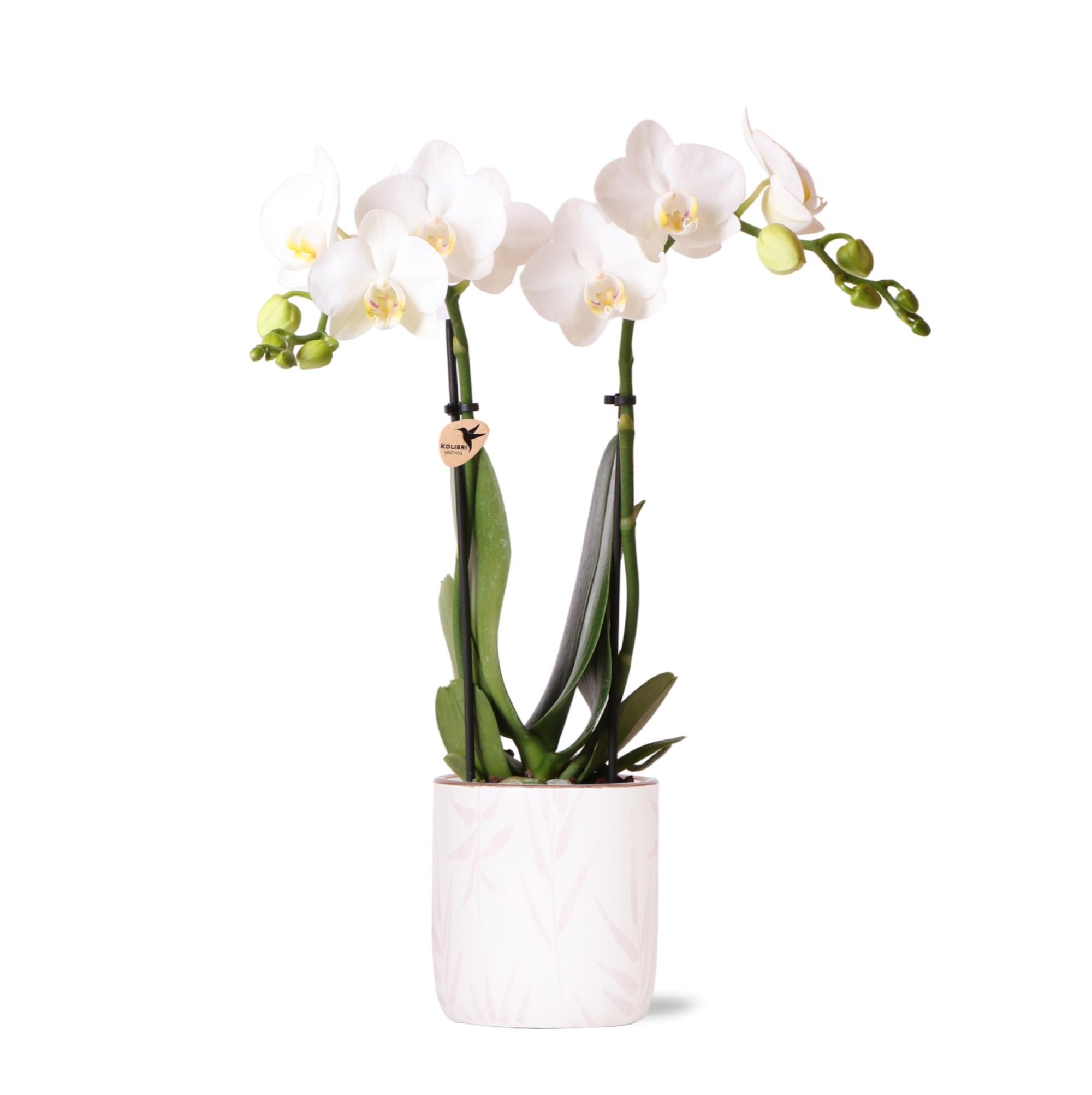 Kolibri Orchids | witte Phalaenopsis orchidee - Amabilis + Leaf pot pink - potmaat Ø9cm | bloeiende kamerplant - vers van de kweker