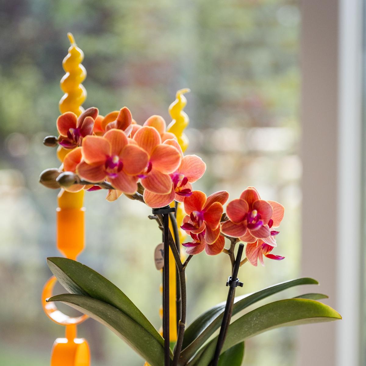 Kolibri Orchids | Oranje orchidee Bolzano + Hieroglyph sierpot off white - potmaat Ø9cm | bloeiende kamerplant - vers van de kweker