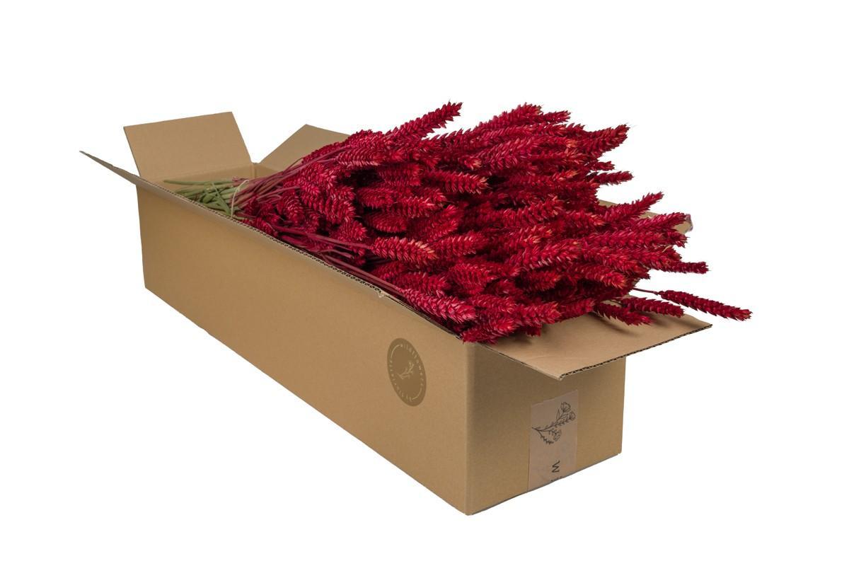 Droogbloemen - Tarwe (Triticum) - Red - 4 bosjes - ↕60cm