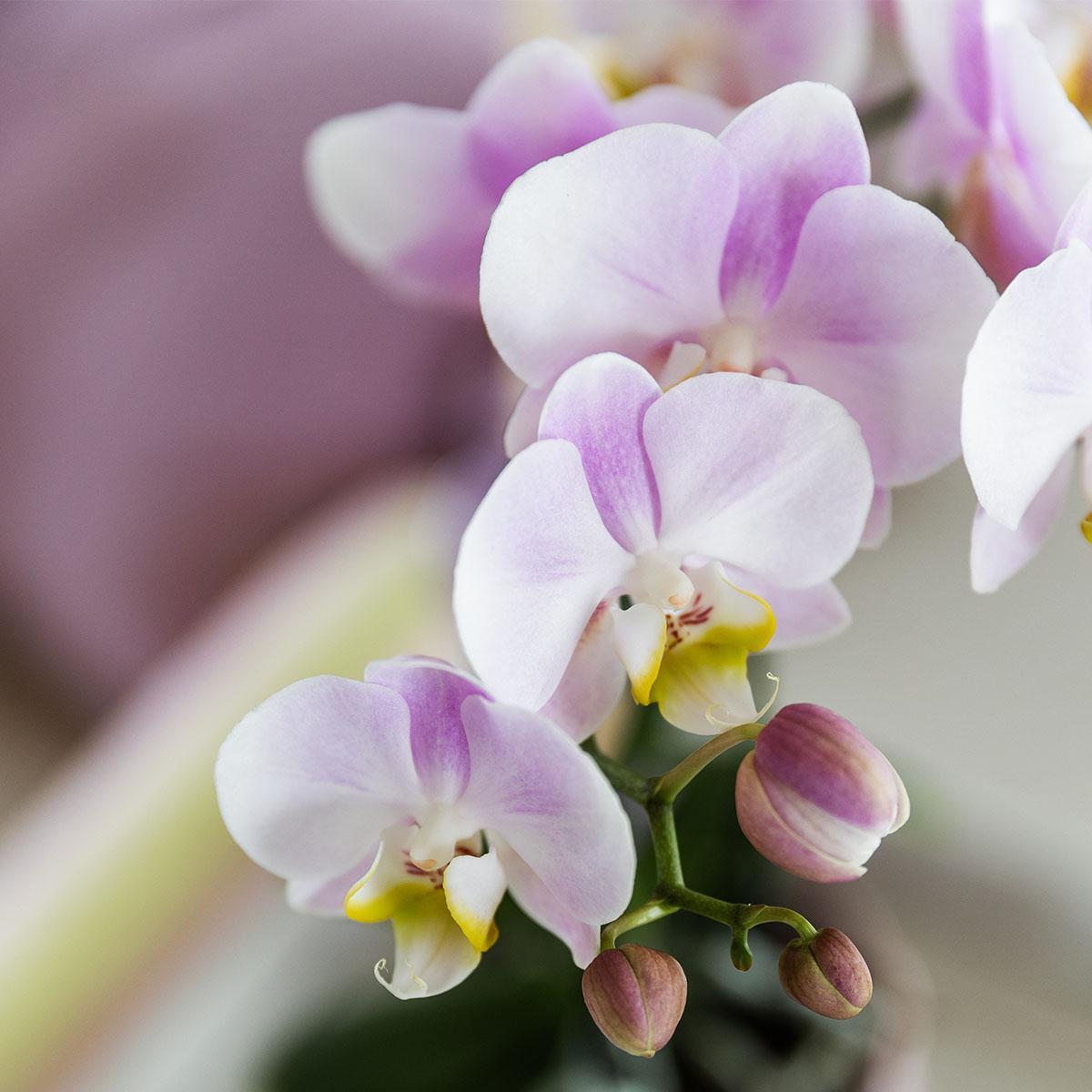 Kolibri Orchids | Roze phalaenopsis orchidee - Portugal - potmaat Ø9cm | bloeiende kamerplant - vers van de kweker