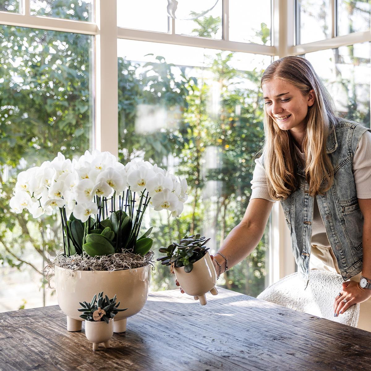 Kolibri Orchids | witte plantenset in Gummy dish incl. waterreservoir | drie witte orchideeën | Mono Bouquet wit met zelfvoorzienend waterreservoir