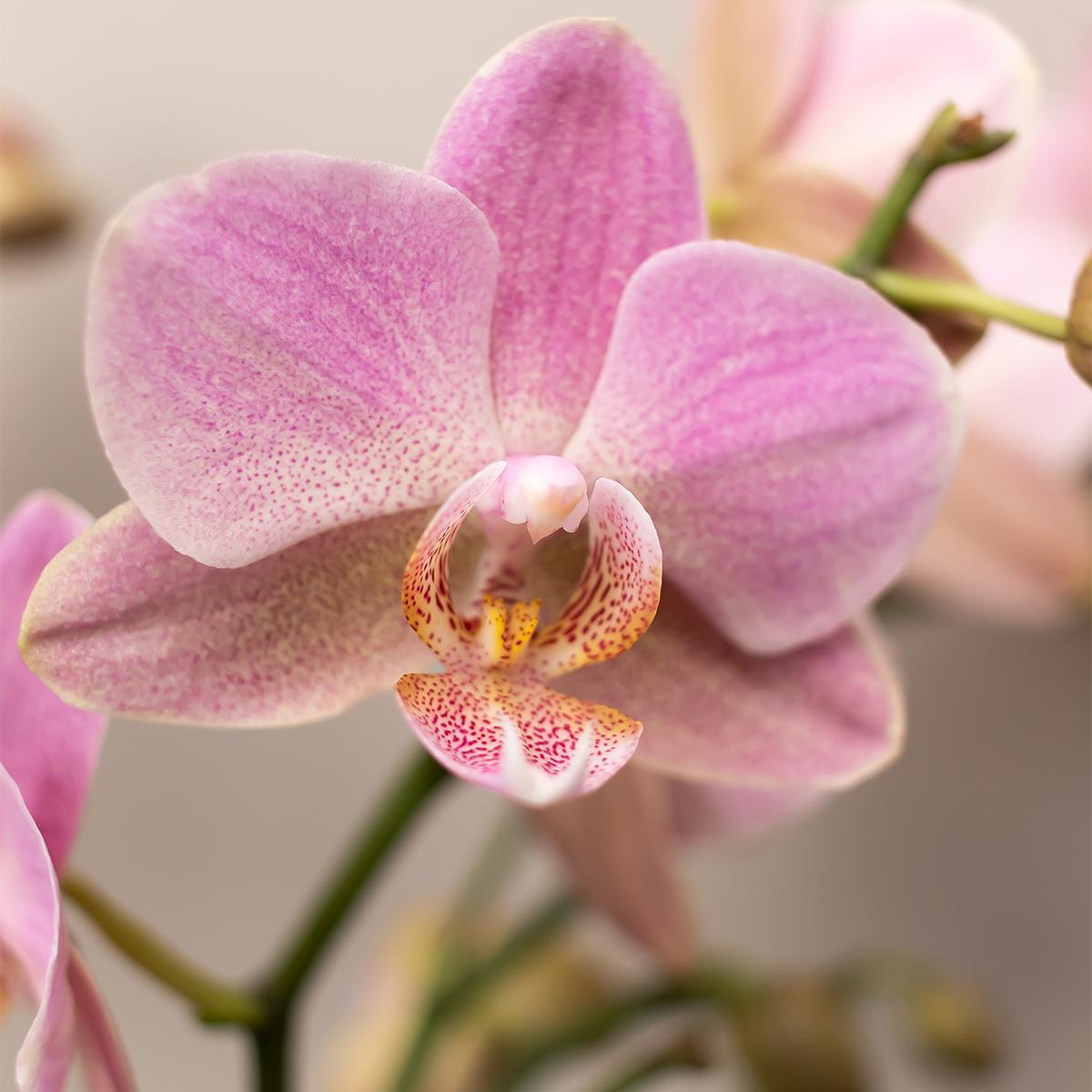 Kolibri Orchids | COMBI DEAL van 4 Roze phalaenopsis orchideeën - Andorra - potmaat Ø9cm | bloeiende kamerplant - vers van de kweker