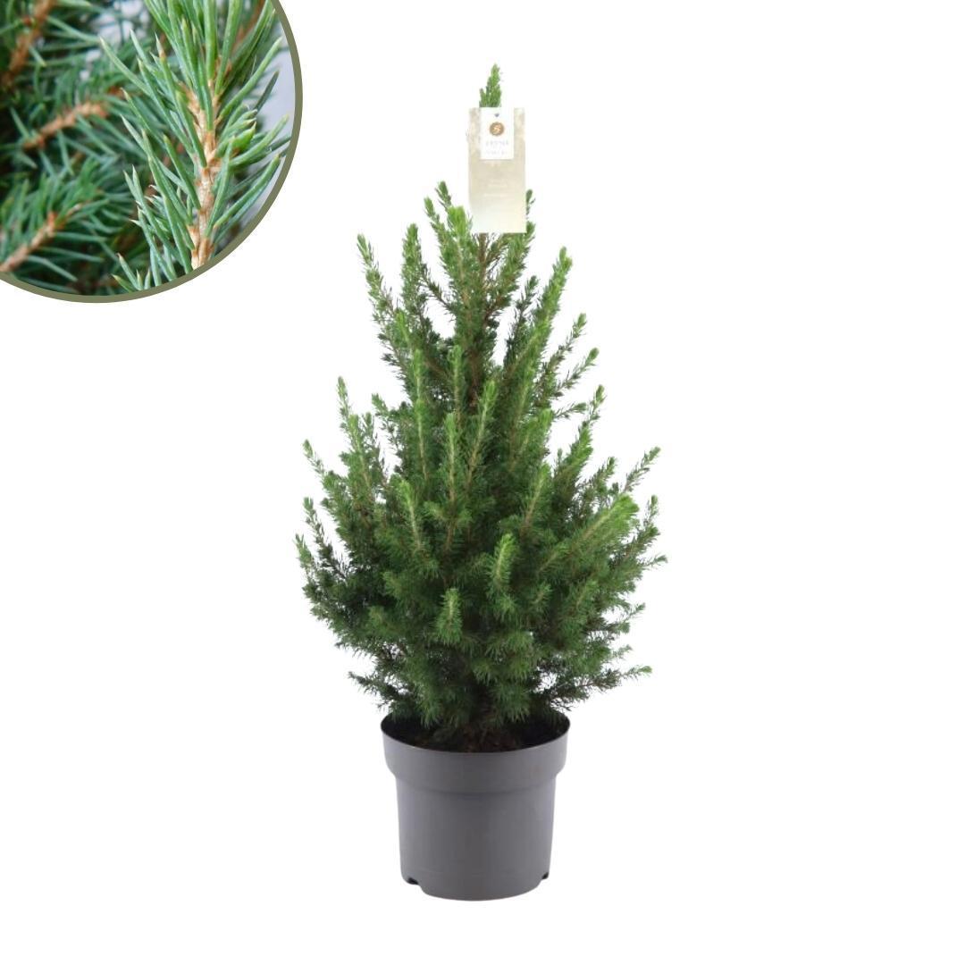 Kleine Kerstboom pot Ø19 cm - ca. 70 cm hoogte - Picea glauca Conica