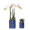 Kolibri Orchids | Set van witte orchidee Amabilis en succulent in Candy sierpotten blauw - potmaat Ø9cm & Ø6cm | bloeiende kamerplant - vers van de kweker