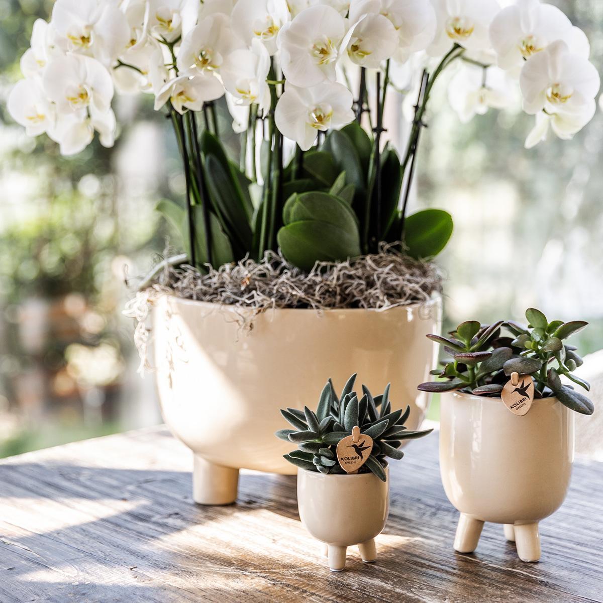 Kolibri Orchids | witte plantenset in Gummy dish incl. waterreservoir | drie witte orchideeën | Mono Bouquet wit met zelfvoorzienend waterreservoir