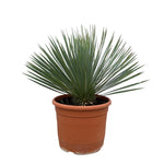 Yucca Rostrata op stam - 70 cm - Ø27