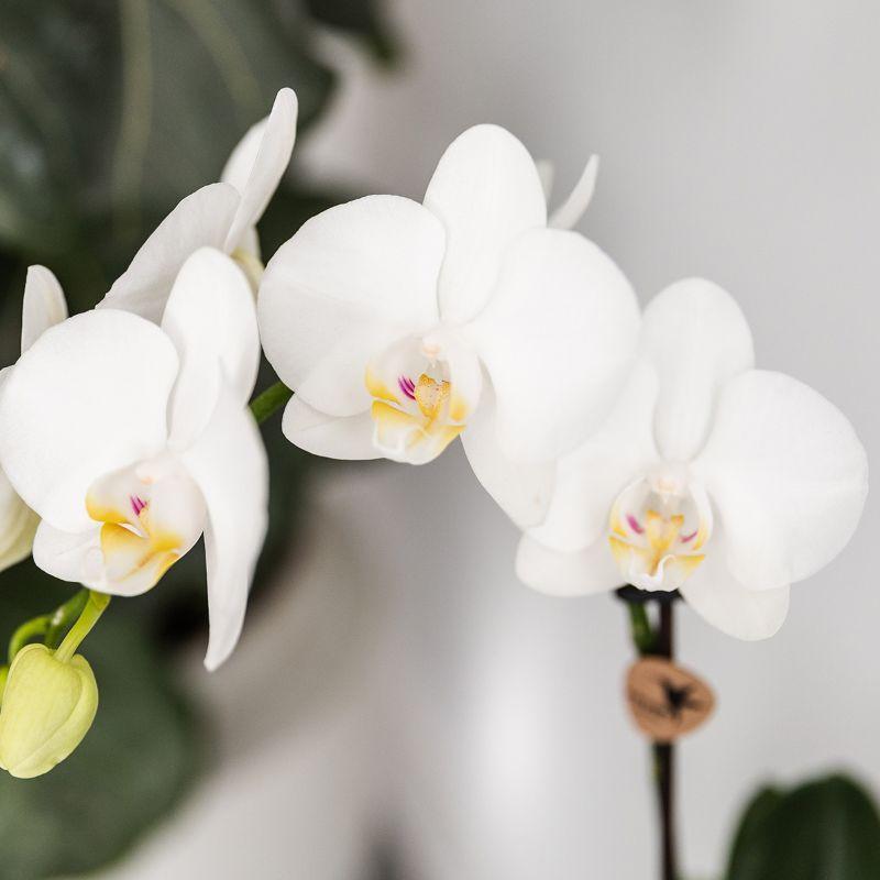 Kolibri Orchids | Planten set Fish Turquoise | Set met witte Phalaenopsis orchidee Amabilis Ø9cm en groene plant Succulent Crassula Hobbit Ø6cm | incl. turquoise keramieken sierpotten