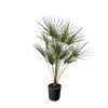 Chamaerops Humilis op stam - 160 cm - Ø28cm