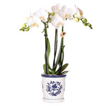 Kolibri Orchids | witte orchidee Amabilis + Malaga sierpot blauw - potmaat Ø9cm | bloeiende kamerplant - vers van de kweker