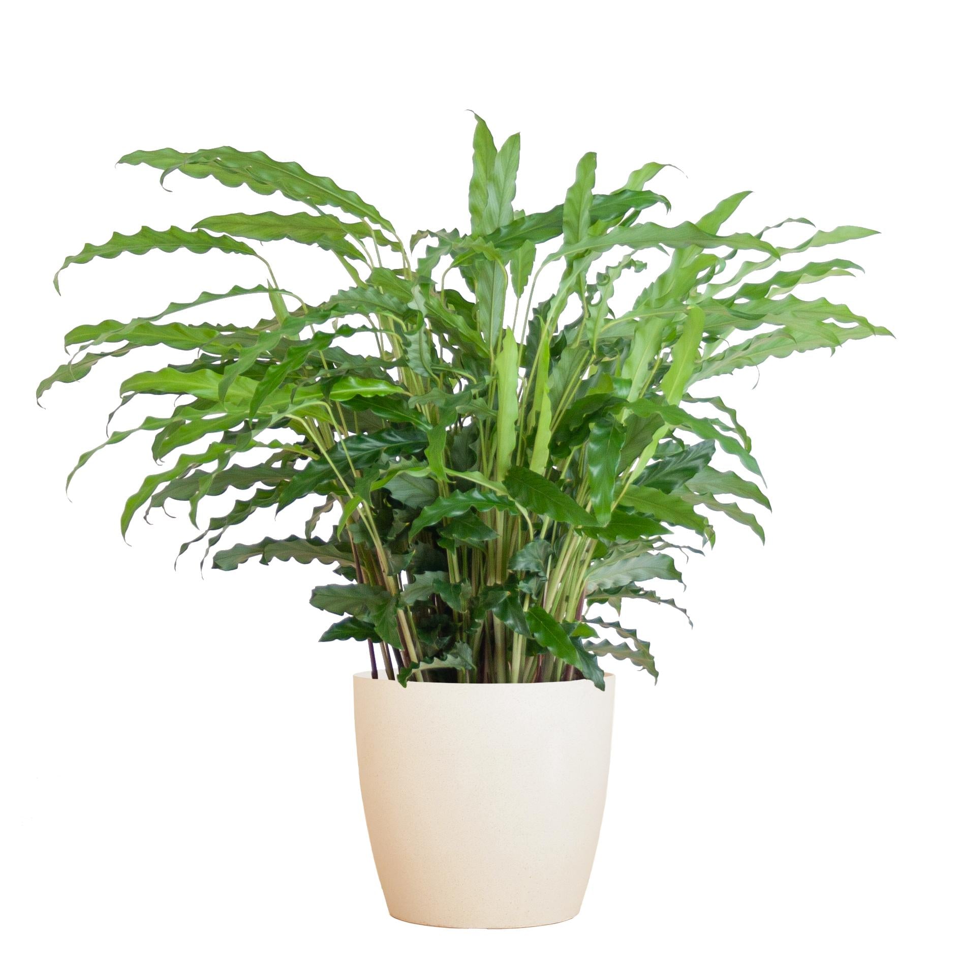 Calathea Rufibarba met Viber wit - 55cm - Ø17