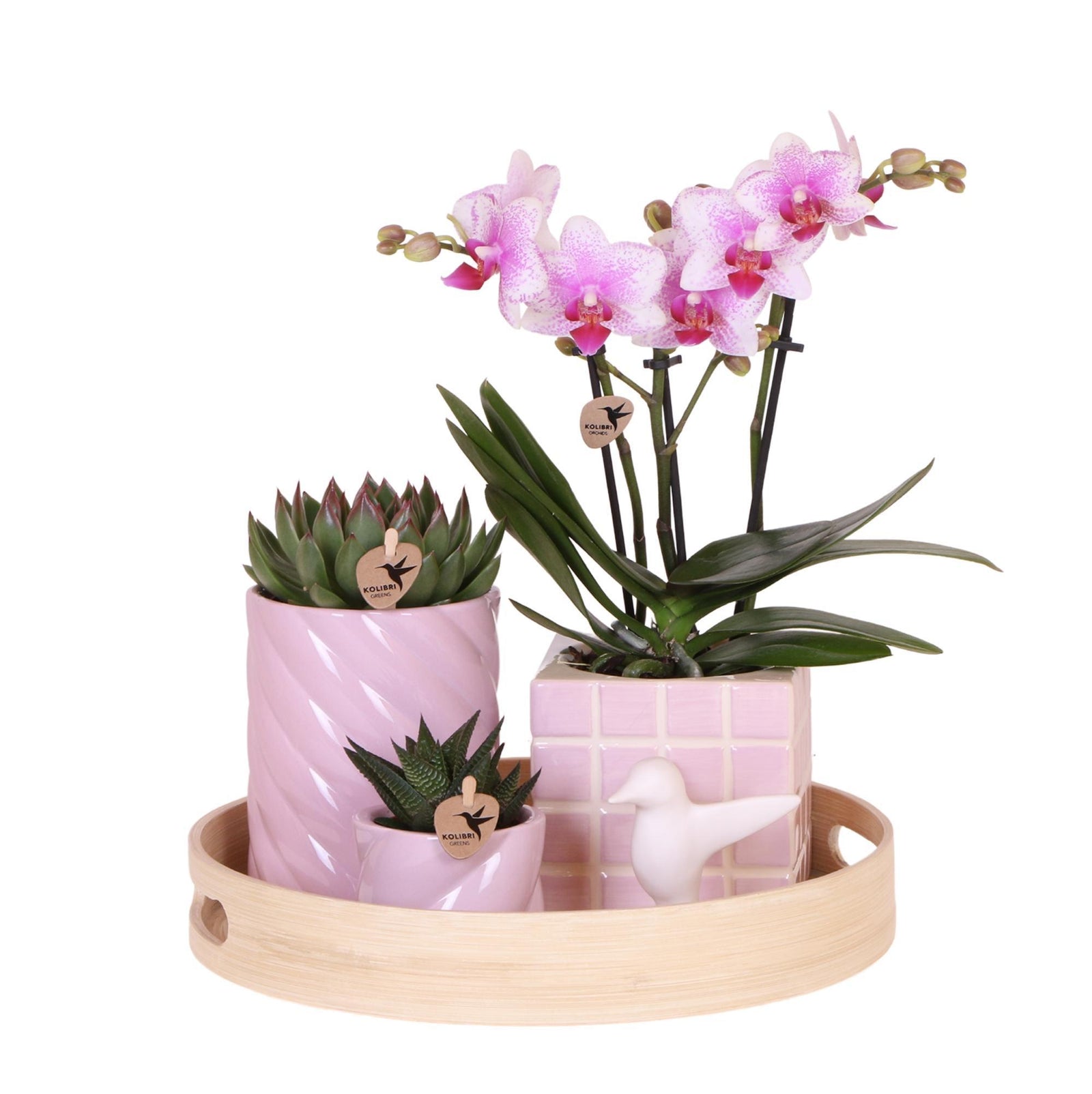 Kolibri Company | Gift set Colourful Optimism | Plantenset met roze Phalaenopsis Orchidee en Succulenten incl. keramieken sierpotten