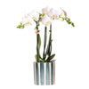 Kolibri Orchids | Witte Phalaenopsis orchidee Amabilis + Painted Stripe pot groen - potmaat Ø9cm | bloeiende kamerplant - vers van de kweker