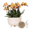 Kolibri Orchids | oranje plantenset in Gummy dish incl. waterreservoir | drie oranje orchideeën | Mono Bouquet oranje met zelfvoorzienend waterreservoir