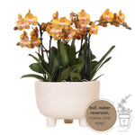 Kolibri Orchids | oranje plantenset in Gummy dish incl. waterreservoir | drie oranje orchideeën | Mono Bouquet oranje met zelfvoorzienend waterreservoir