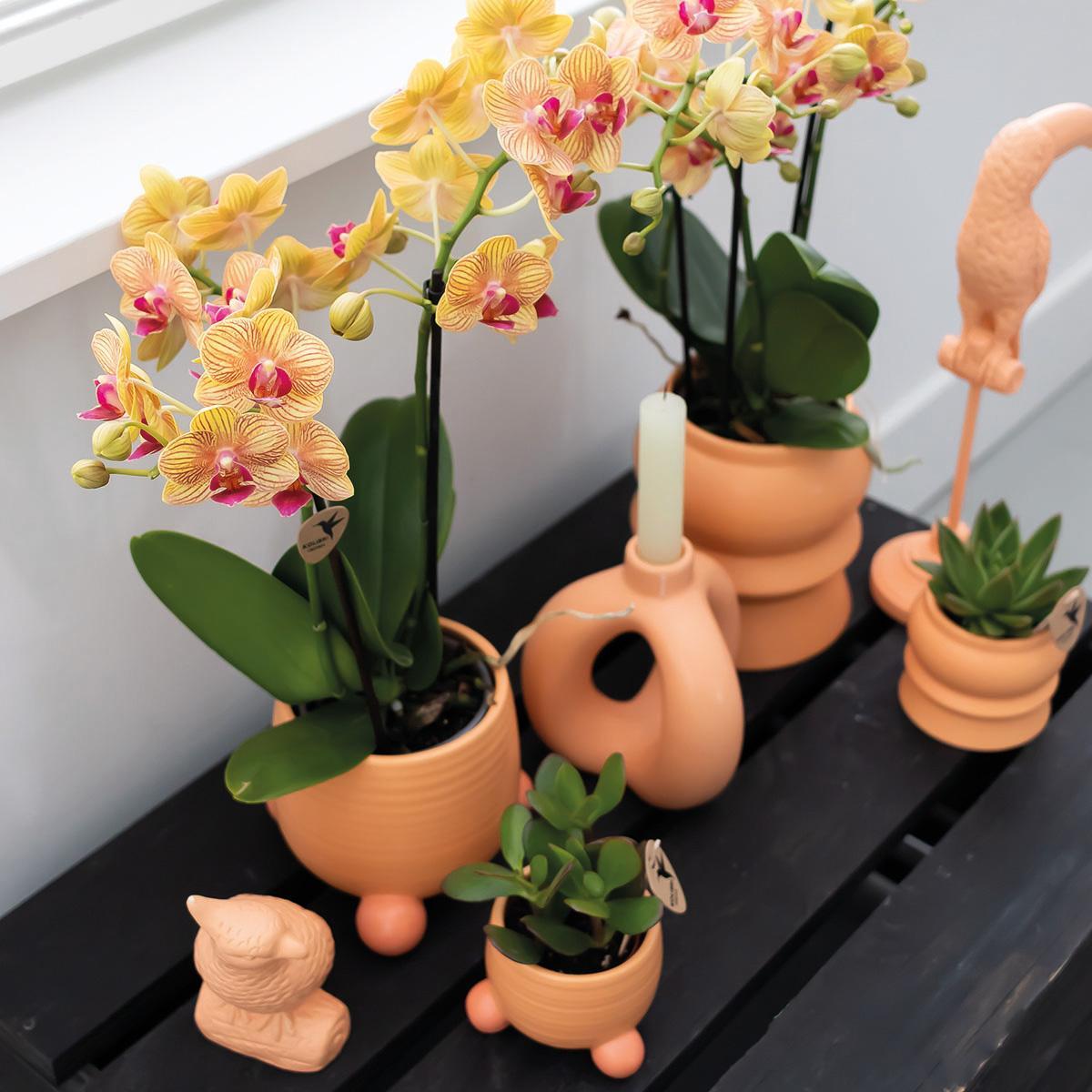 Kolibri Orchids | Oranje Phalaenopsis orchidee – Jamaica + Rolling sierpot peach – potmaat Ø9cm – 35cm hoog | bloeiende kamerplant in bloempot - vers van de kweker