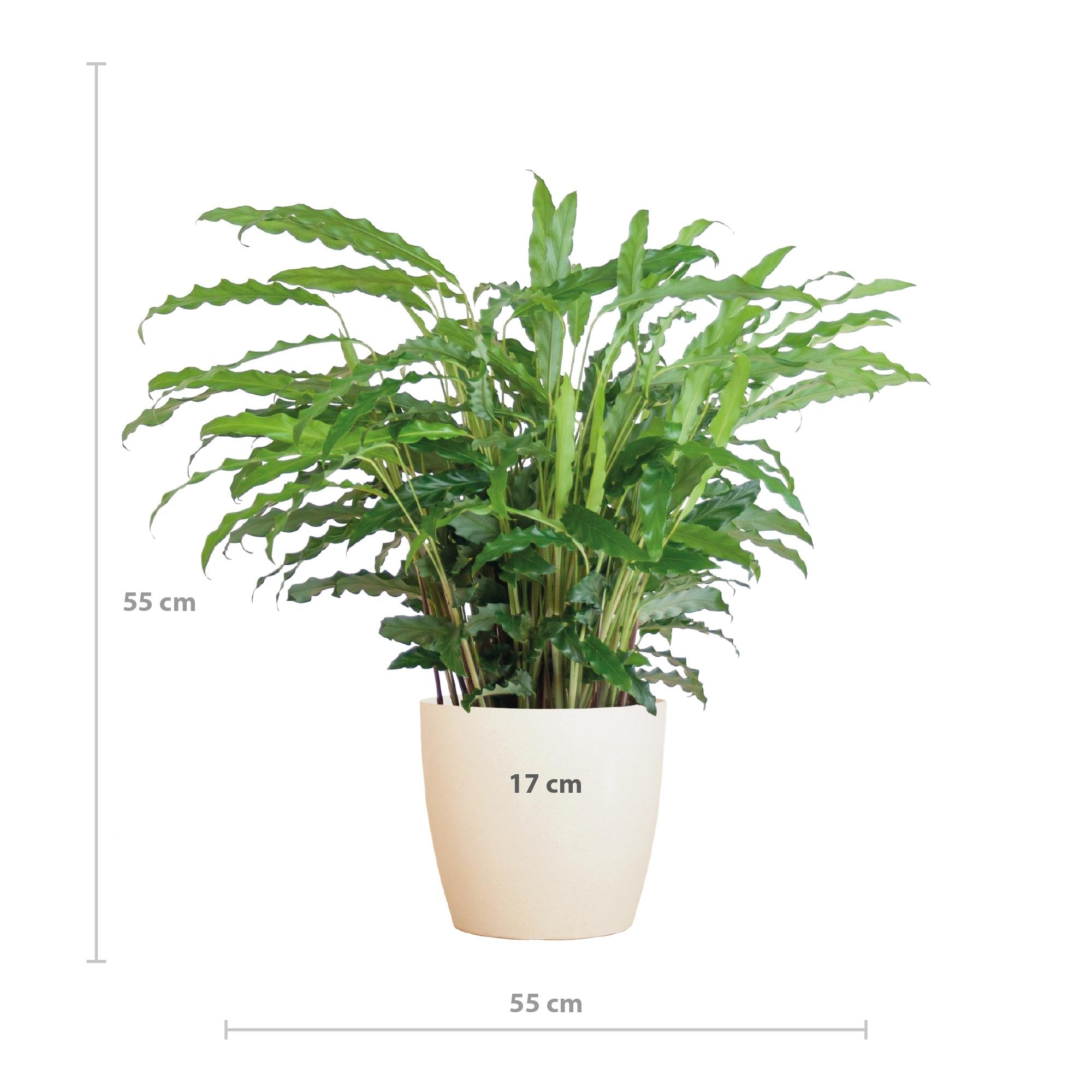 Calathea Rufibarba met Viber wit - 55cm - Ø17