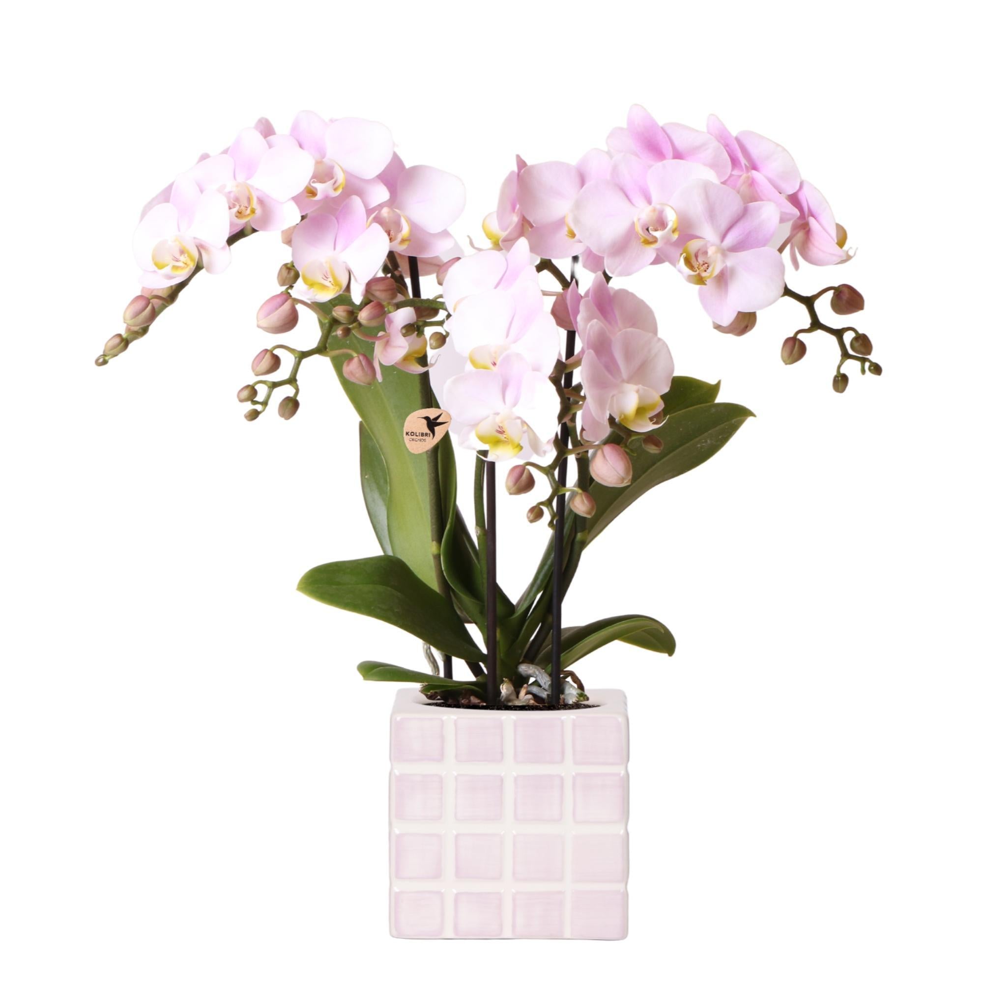 Kolibri Orchids | roze phalaenopsis orchidee Portugal + Mosa sierpot roze - potmaat Ø9cm | bloeiende kamerplant - vers van de kweker