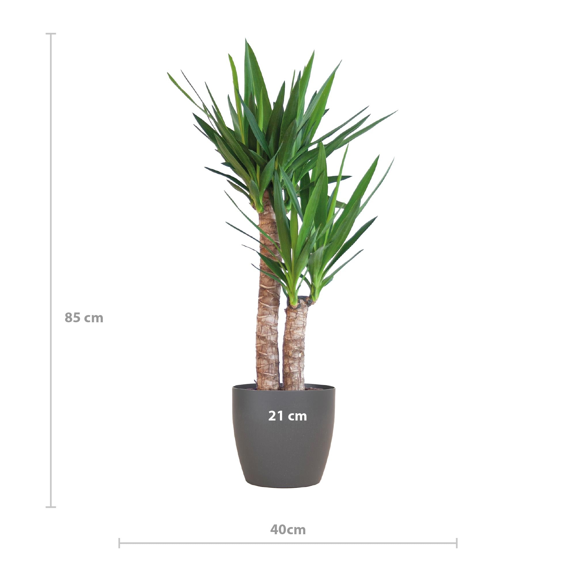 Yucca Elephantipes met Viber zwart - 90cm - Ø21