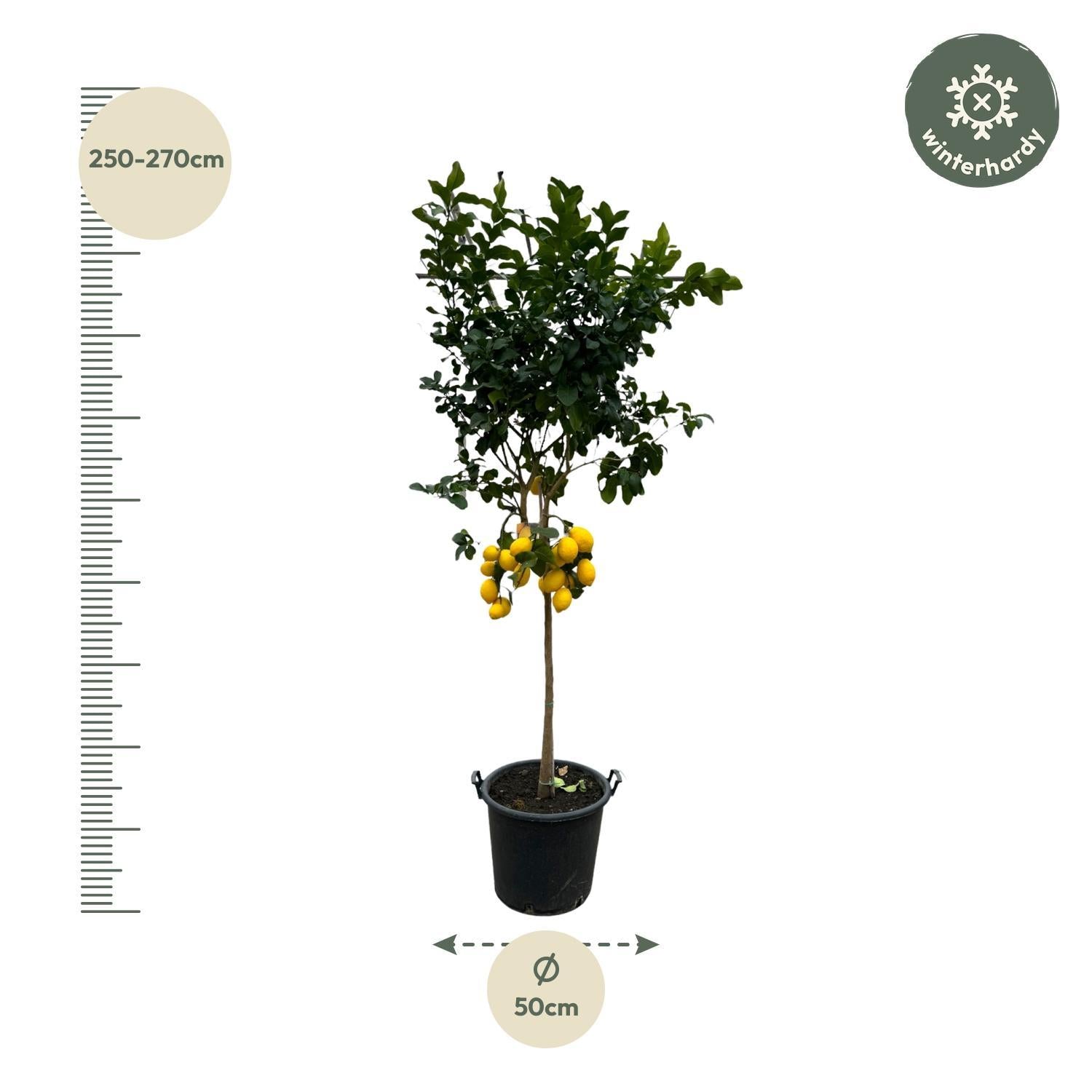 Citrus Lemon - 260 cm - Ø50cm