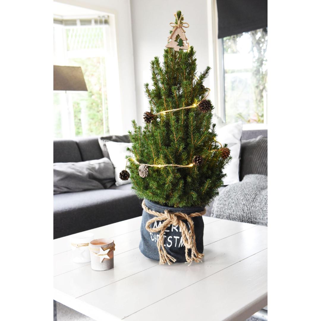 Kleine Kerstboom in Xmas Bag blauw - 70 cm - Picea Glauca Conica - Pine cone lighting including batteries