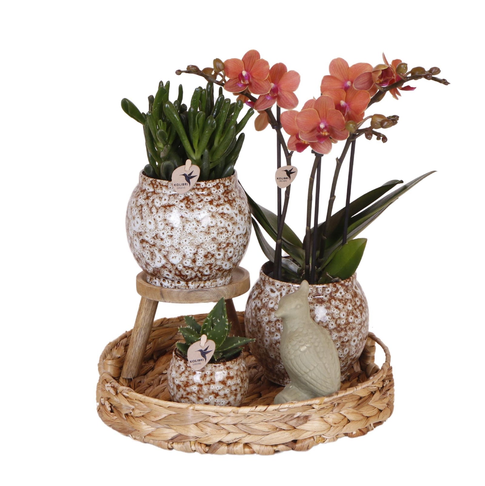 Kolibri Company | Gift set Untamed Nature | Plantenset met rode Phalaenopsis Orchidee en Succulenten incl. keramieken sierpotten