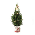 Kleine Kerstboom in Kerstmis sierpot - 70 cm - Picea Glauca Conica - Star lighting including batteries