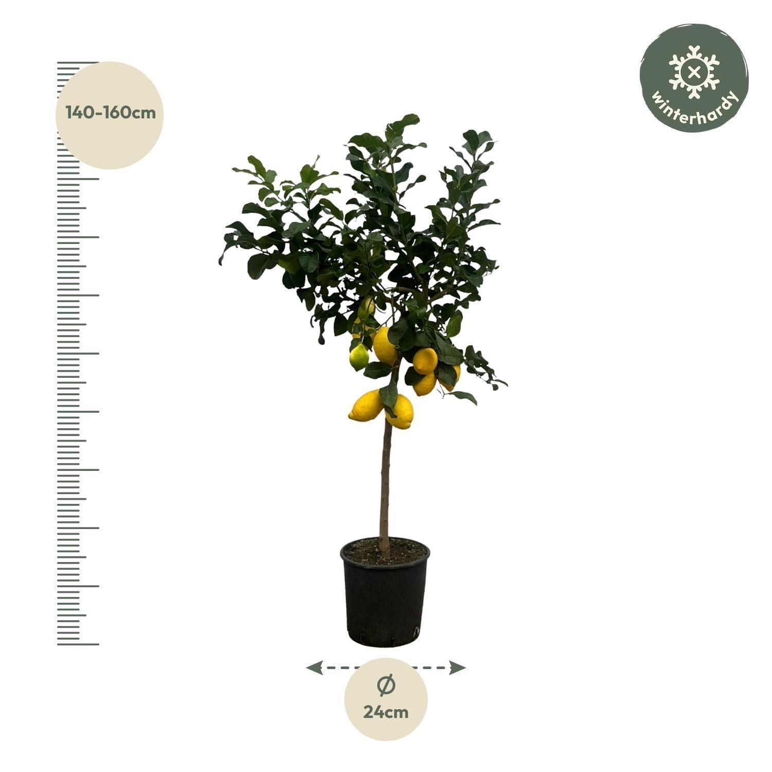 Citrus Lemon (Citroenboom) - 150 cm - Ø24cm