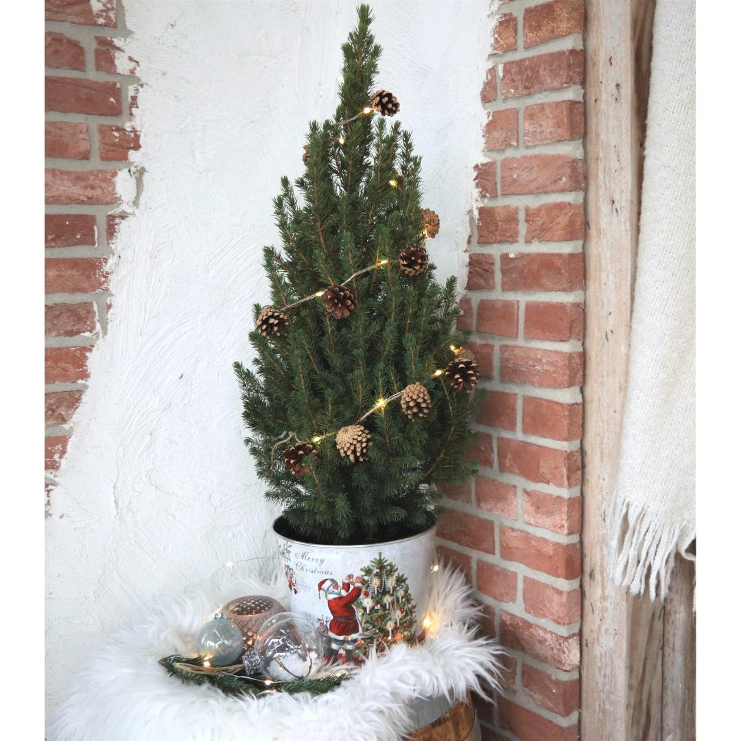 Kleine Kerstboom in Kerstmis sierpot - 70 cm - Picea Glauca Conica - Standalone