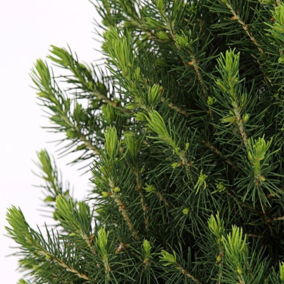 Kleine Kerstboom in Kerstmis sierpot - 70 cm - Picea Glauca Conica - Pine cone lighting including batteries