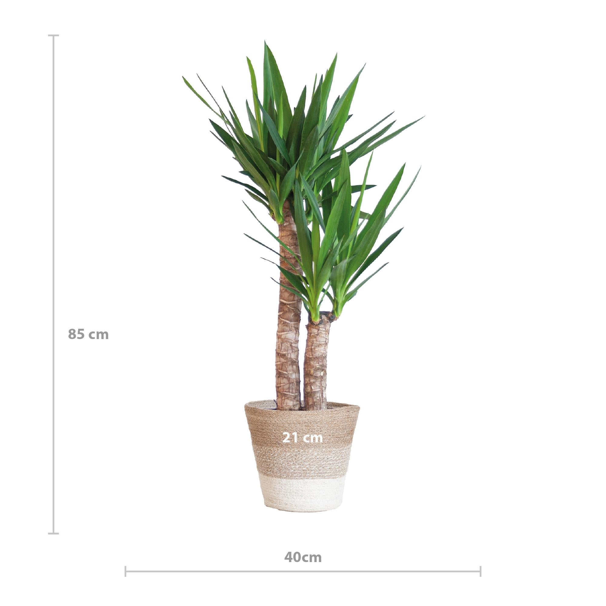 Yucca Elephantipes met Mand Lissabon wit - 90cm - Ø21