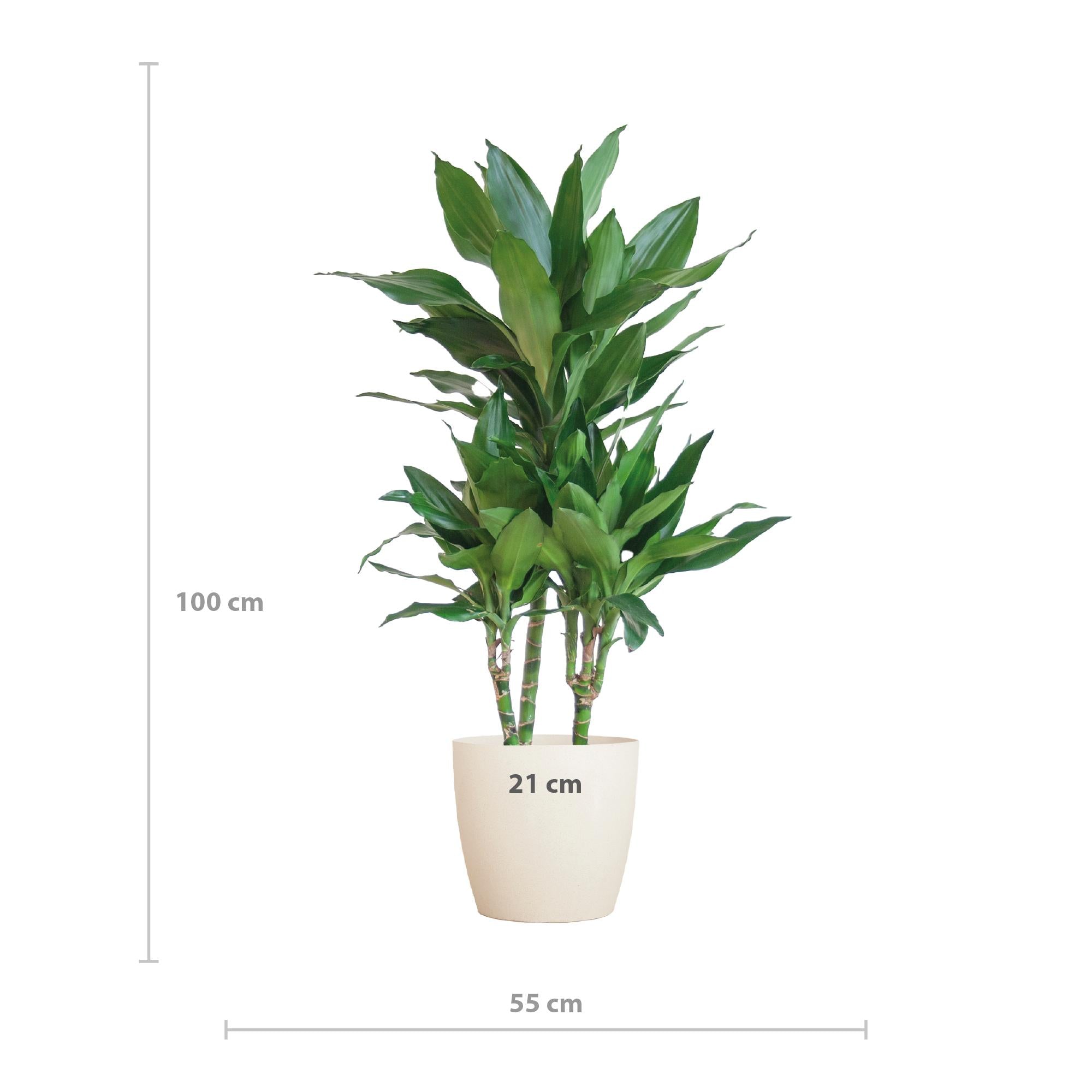 Dracaena  Janet Lindt met Viber wit - 95cm - Ø21