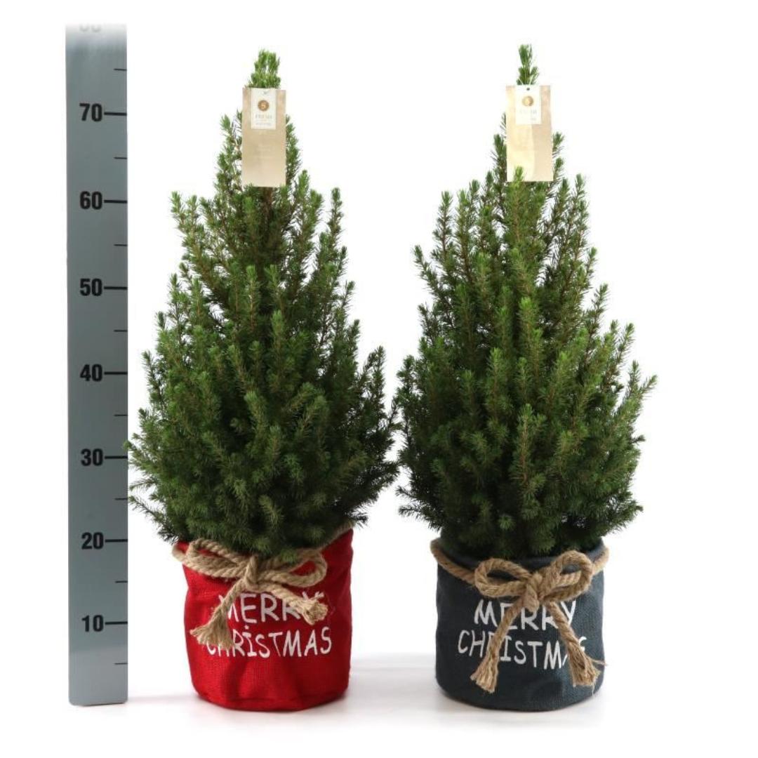 Kleine Kerstboom in Xmas Bag blauw - 70 cm - Picea Glauca Conica - Standalone