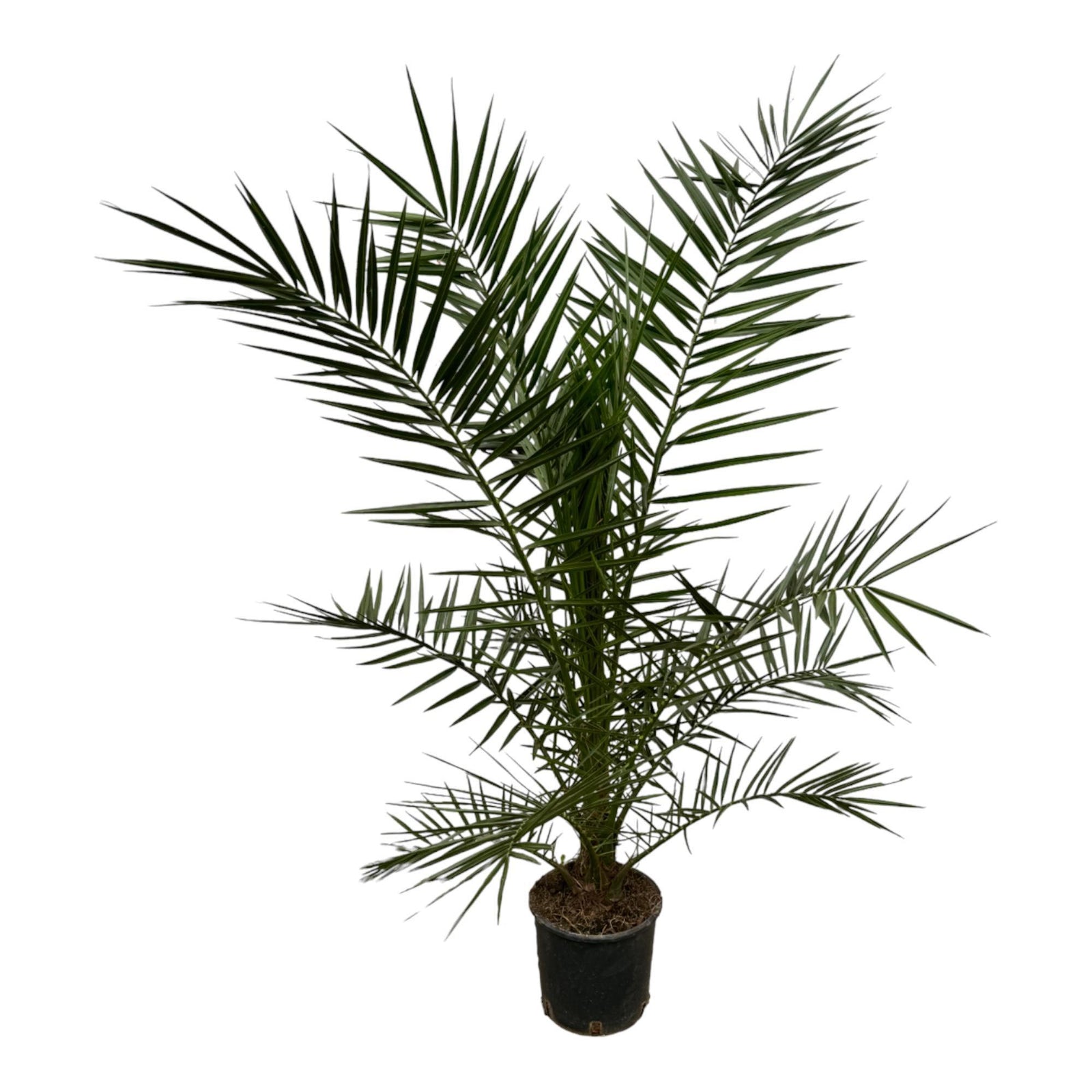 Phoenix Canariensis - 160 cm - Ø22cm