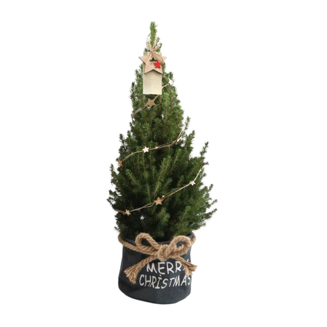 Kleine Kerstboom in Xmas Bag blauw - 70 cm - Picea Glauca Conica - Star lighting including batteries