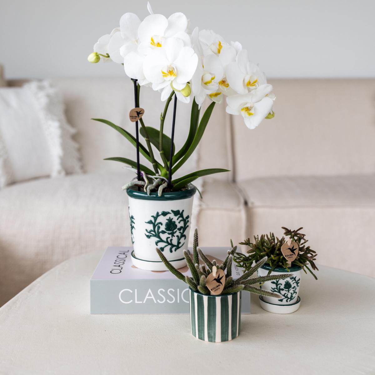 Kolibri Orchids | Set van witte orchidee Amabilis in Malaga pot en succulent in Painted Stripe pot groen - potmaat Ø9cm & Ø6cm | bloeiende kamerplant - vers van de kweker