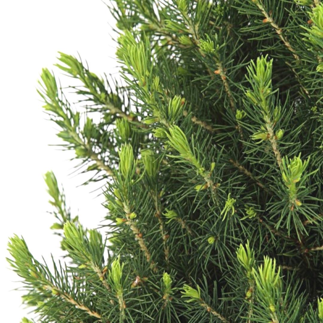 Kleine Kerstboom in Xmas Bag rood - 70 cm - Picea Glauca Conica - Standalone