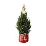 Kleine Kerstboom in Xmas Bag rood - 70 cm - Picea Glauca Conica - Star lighting including batteries