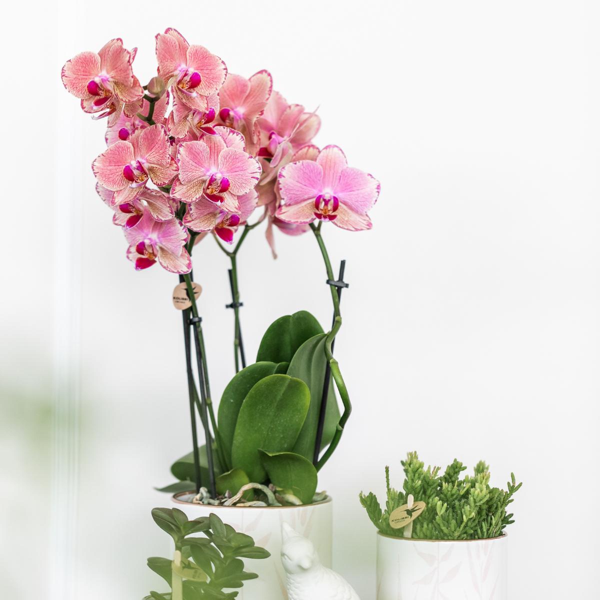 Kolibri Orchids | COMBI DEAL van 4 Phalaenopsis orchideeën - Pirate Picotee - potmaat Ø12cm | bloeiende kamerplant - vers van de kweker