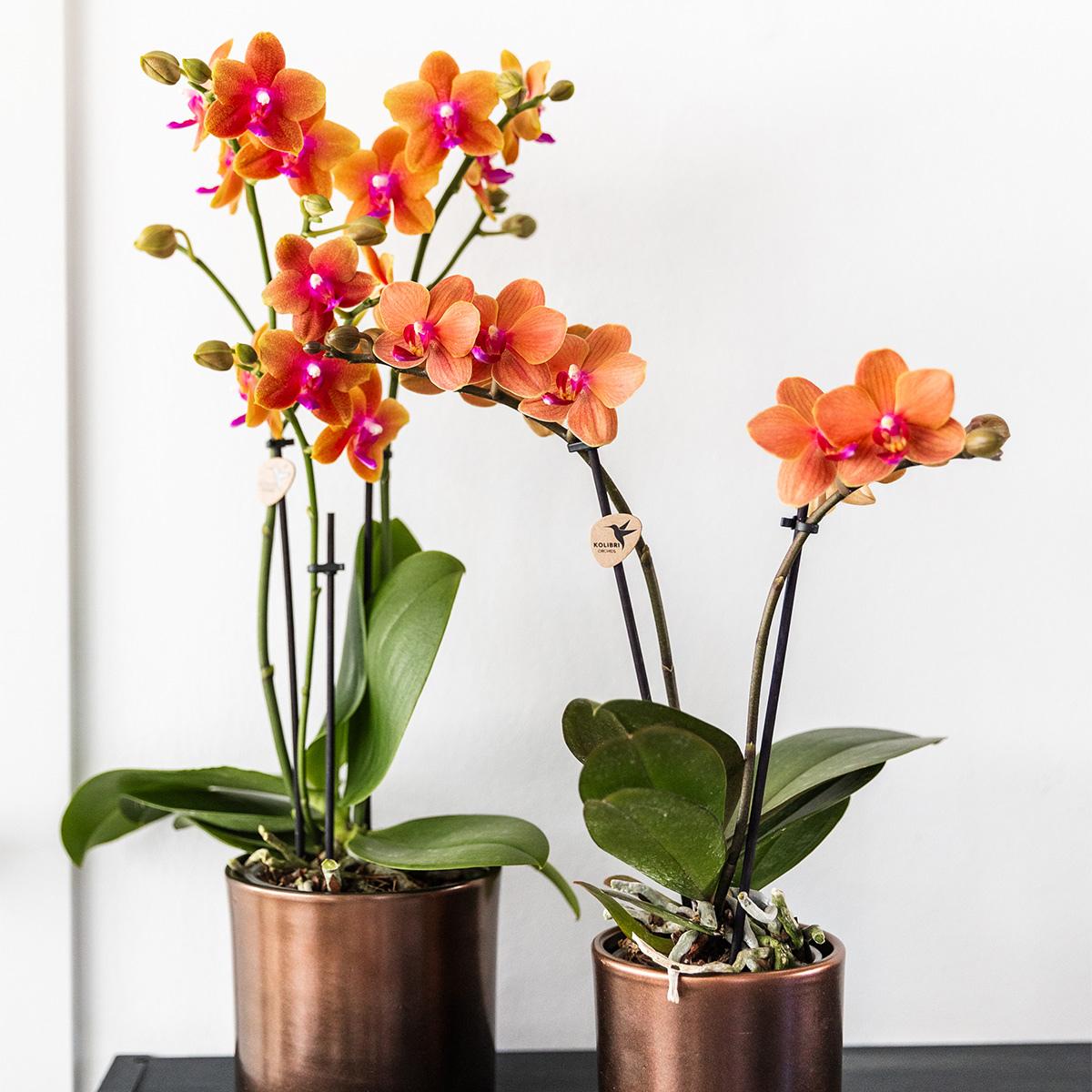 Kolibri Orchids I COMBI DEAL van 4 geurende oranje Phalaenopsis orchideeën - potmaat Ø12cm | bloeiende kamerplant - vers van de kweker