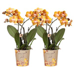 Kolibri Orchids I COMBI DEAL van 2 Phalaenopsis orchideeën - Las Vegas - potmaat Ø12cm | bloeiende kamerplant - vers van de kweker