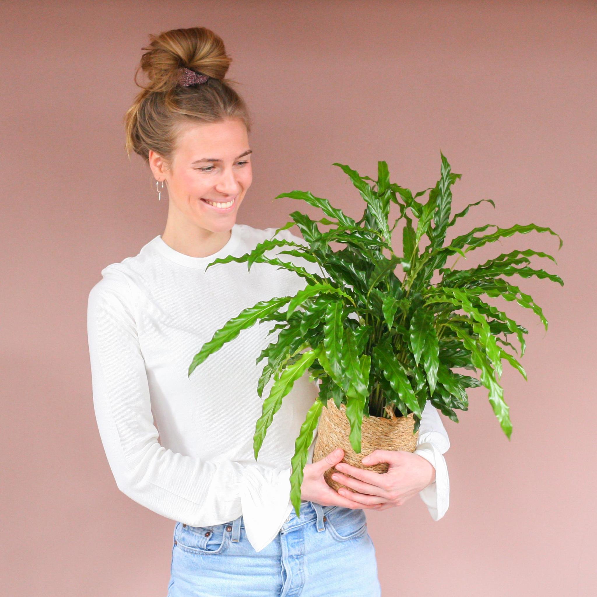 Calathea Rufibarba met Sofia mand naturel - 55cm - Ø17