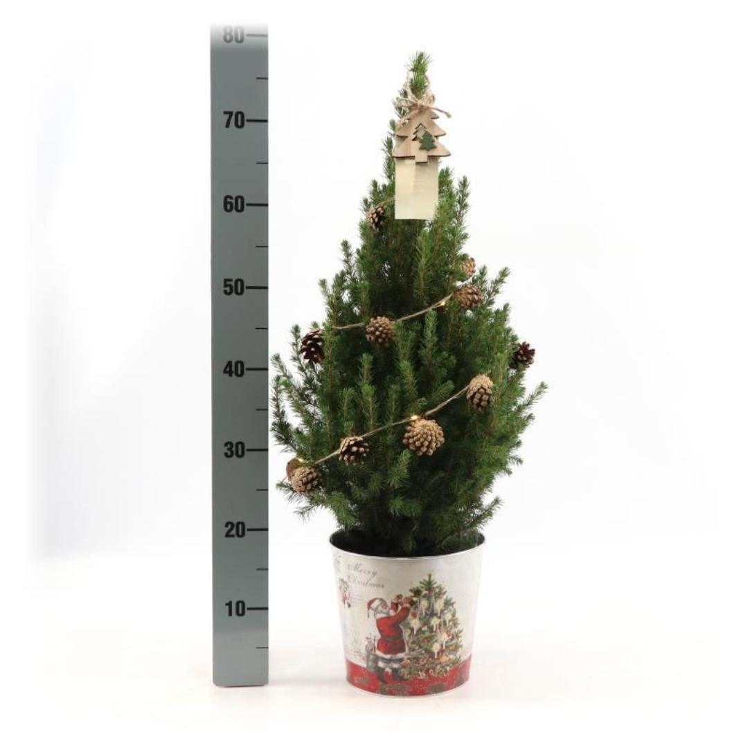 Kleine Kerstboom in Kerstmis sierpot - 70 cm - Picea Glauca Conica - Pine cone lighting including batteries