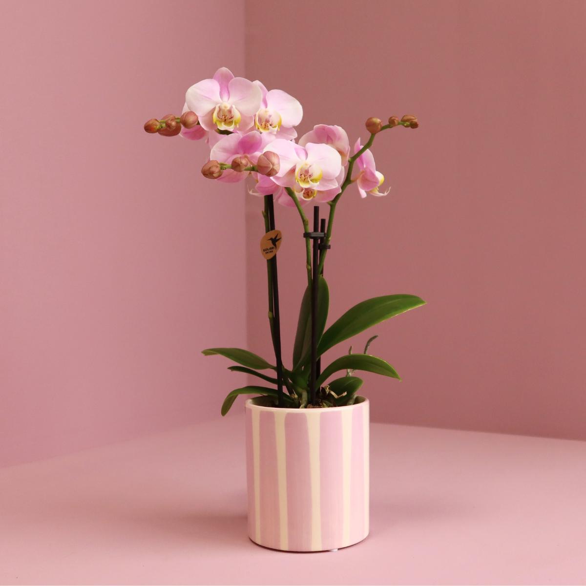 Kolibri Orchids | Roze Phalaenopsis orchidee Portugal + Painted Stripe pot roze - potmaat Ø9cm | bloeiende kamerplant - vers van de kweker