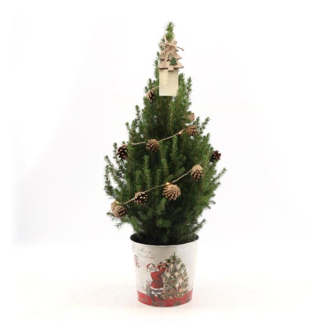 Kleine Kerstboom in Kerstmis sierpot - 70 cm - Picea Glauca Conica - Pine cone lighting including batteries