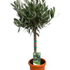 Olea Europaea "op Stam" - Ø15cm - ↕60cm