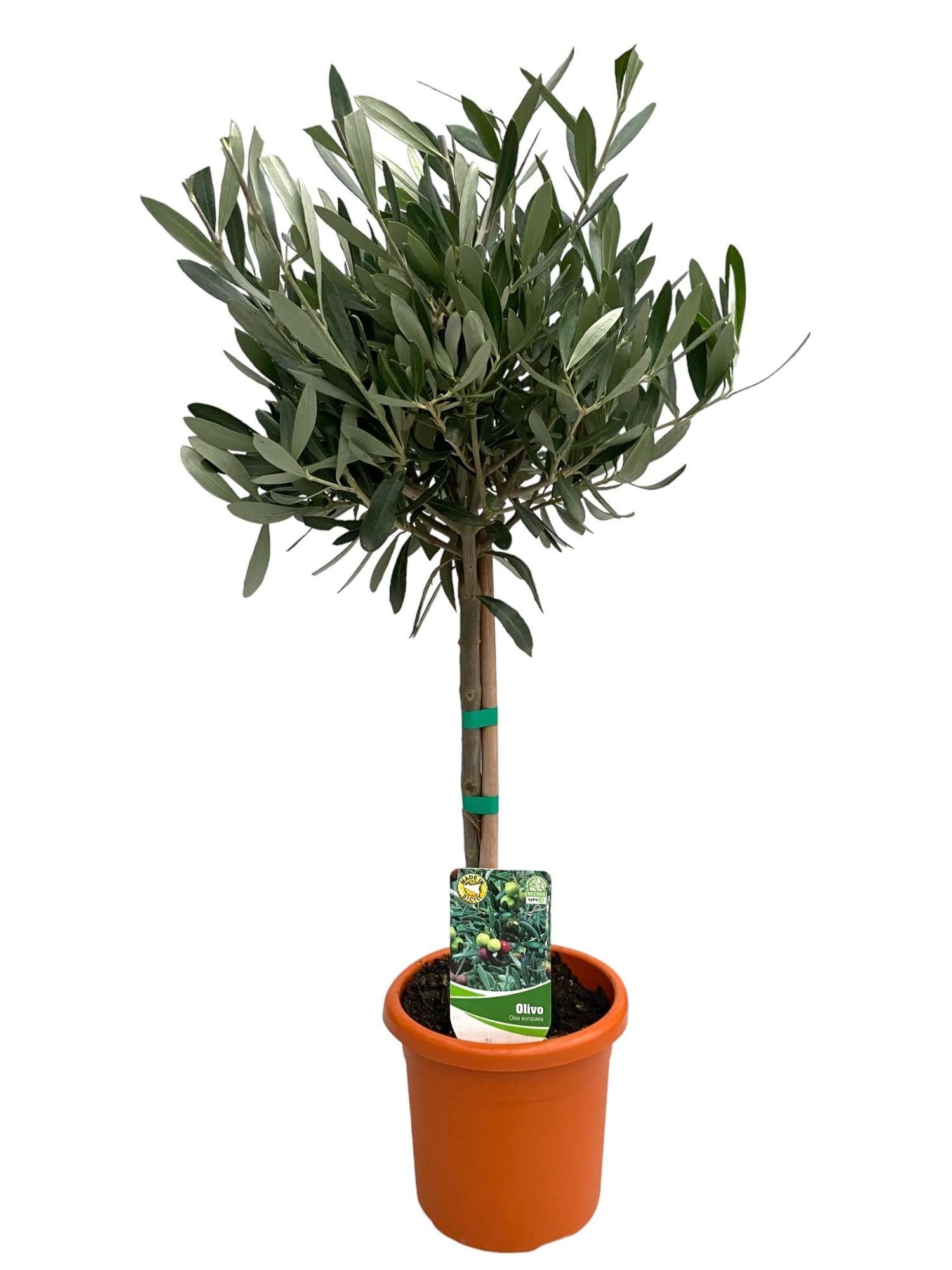 Olea Europaea "op Stam" - Ø15cm - ↕60cm