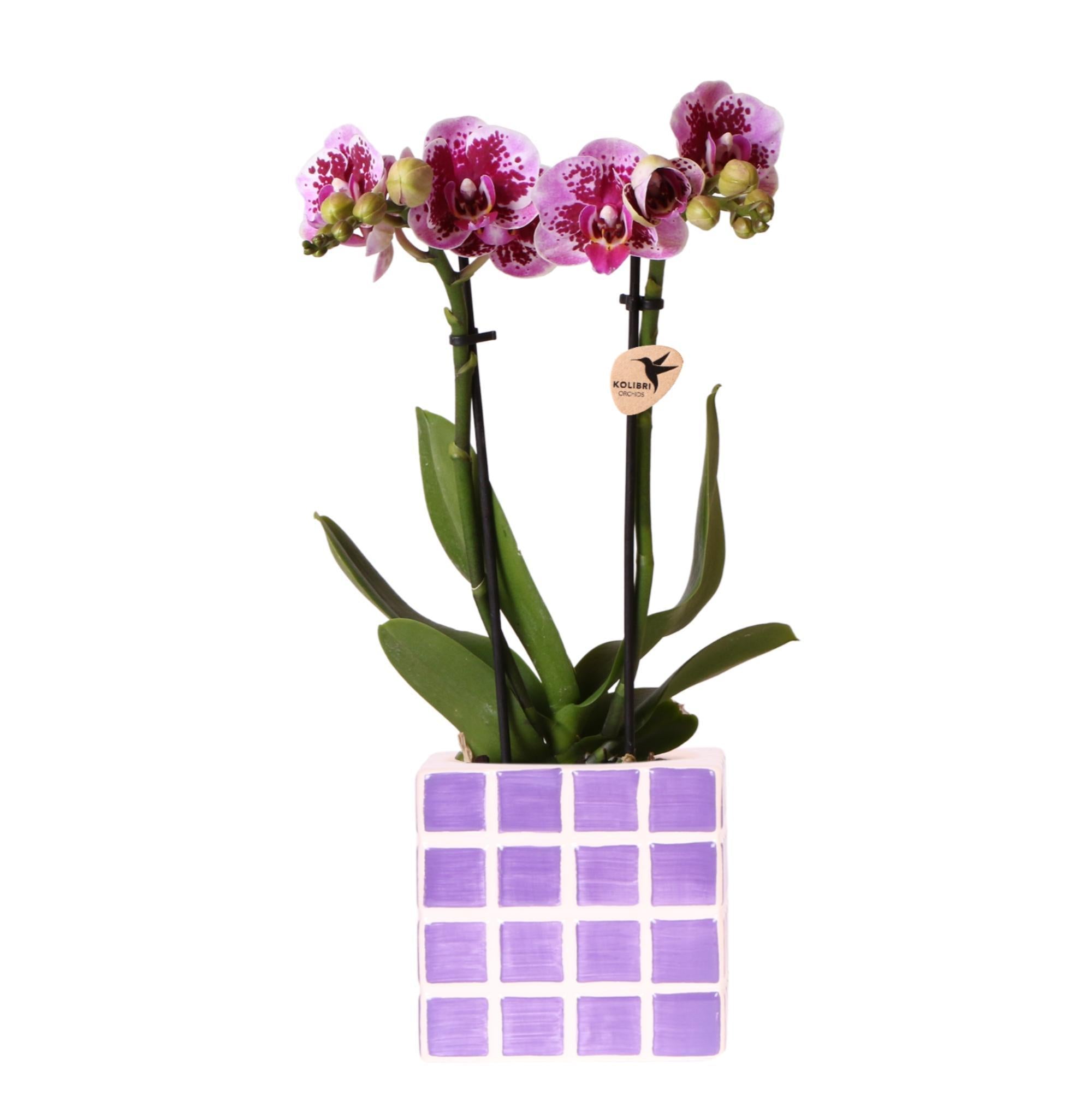 Kolibri Orchids | Paarse phalaenopsis orchidee El Salvador + Mosa sierpot lila - potmaat Ø9cm | bloeiende kamerplant - vers van de kweker