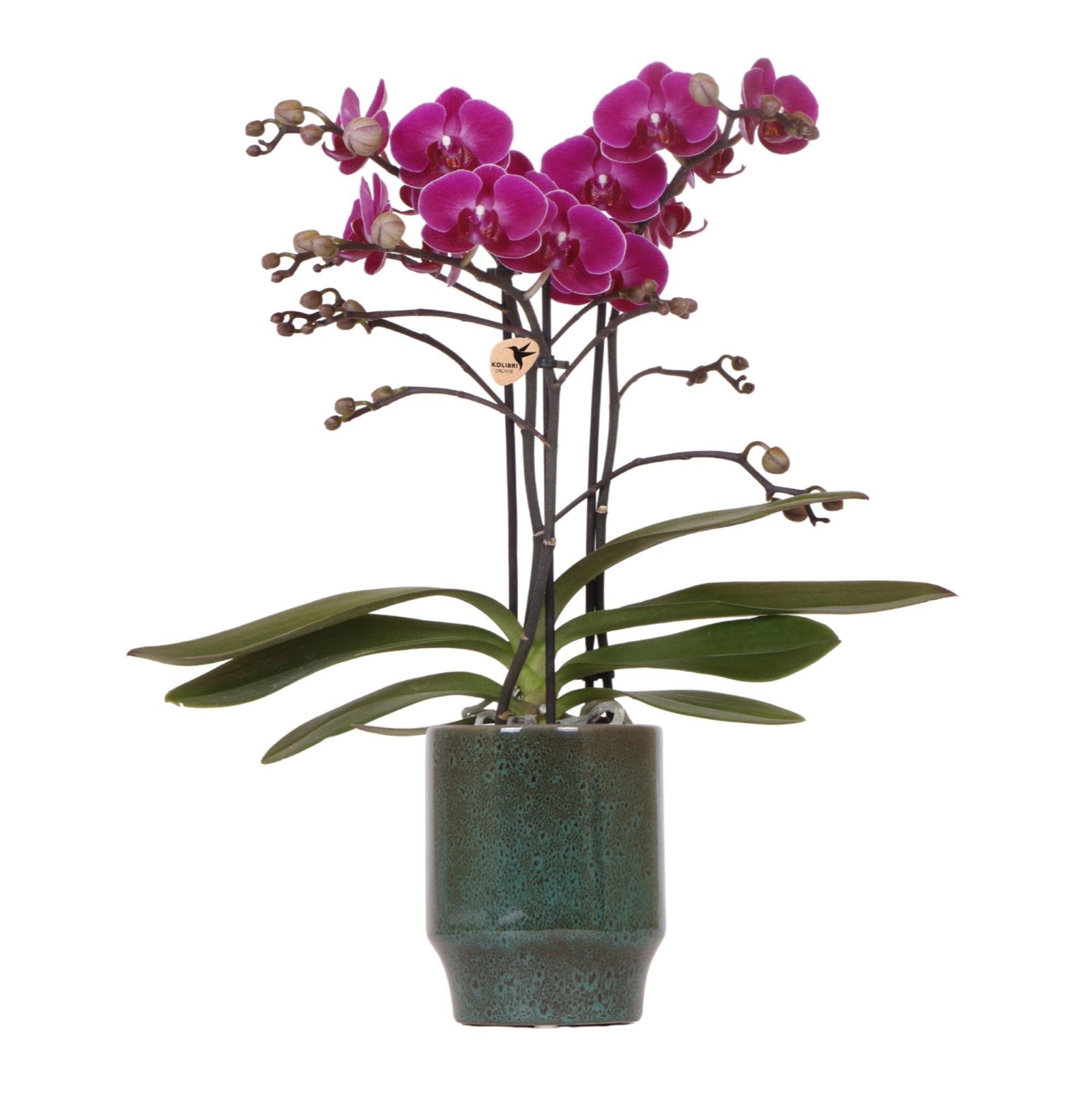 Kolibri Orchids | Paarse phalaenopsis orchidee - Morelia Classy green- potmaat Ø9cm | bloeiende kamerplant - vers van de kweker