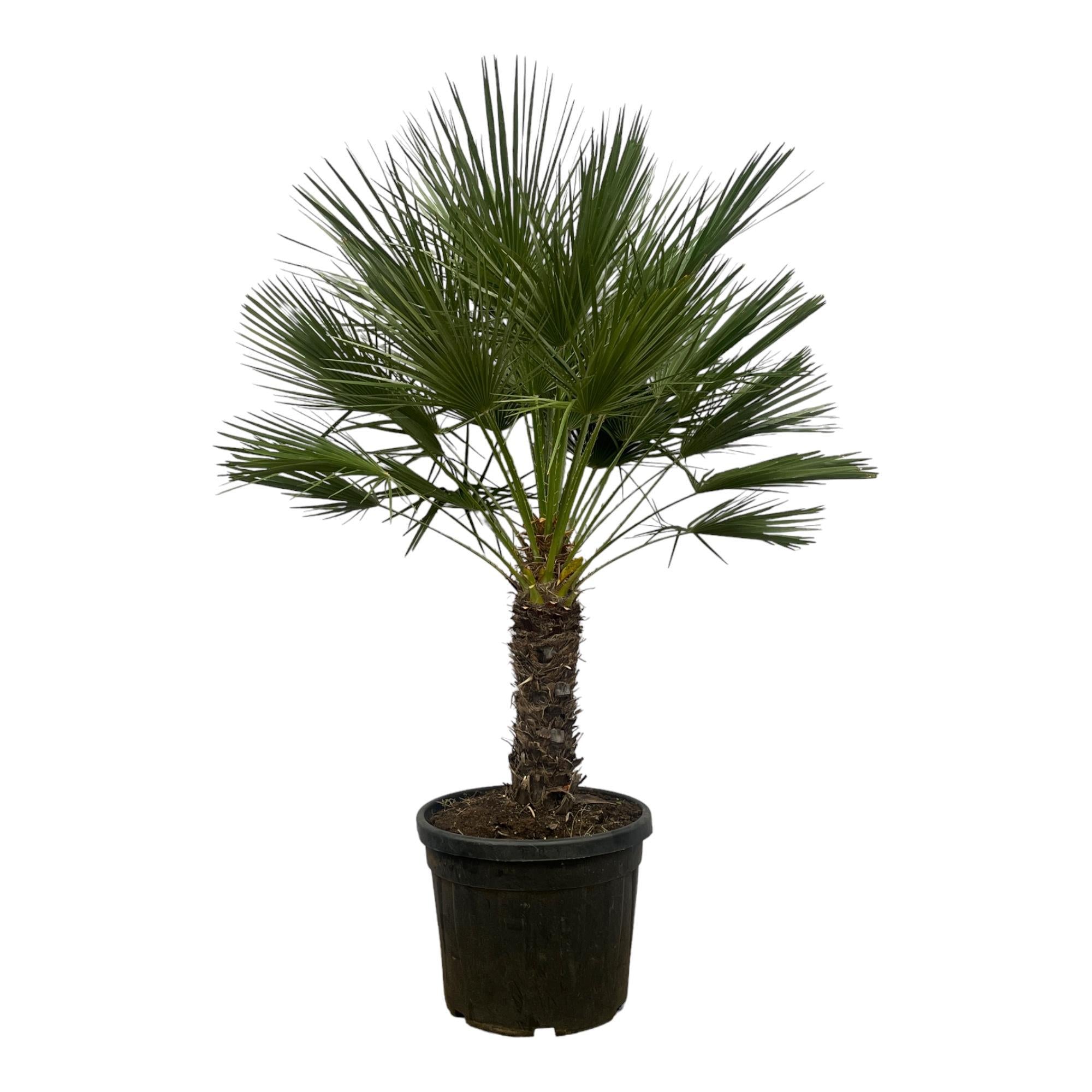 Chamaerops Humilis op stam - 150 cm - Ø45cm